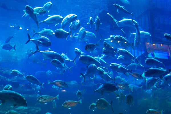 Obrovské přírodní akvárium — Stock fotografie