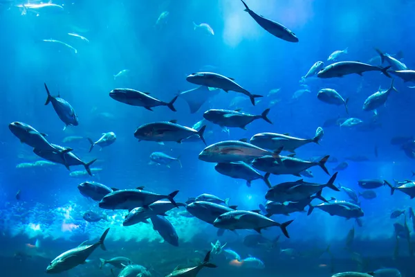Obrovské přírodní akvárium — Stock fotografie