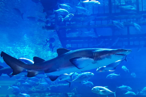 Huge natural aquarium — Stock Photo, Image