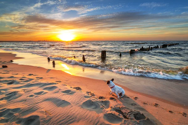 Franse bulldog op het strand — Stockfoto