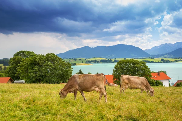 Vaches dans la prairie des Alpes bavaroises — Photo