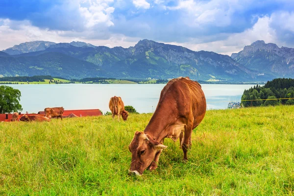 Vacas en el prado de los Alpes bávaros —  Fotos de Stock