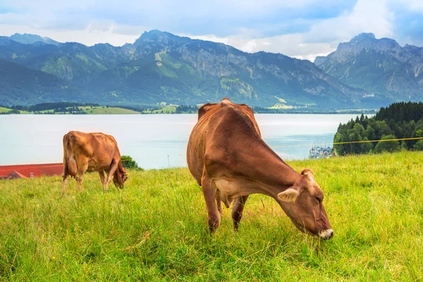 Коровы на лугу в Баварских Альпах — стоковое фото