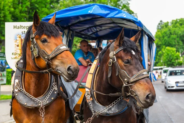 Carrozza trainata da cavalli al Castello di Neuschwanstein — Foto Stock