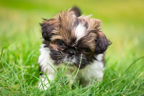 ลูกสุนัขชิสุ — ภาพถ่ายสต็อก