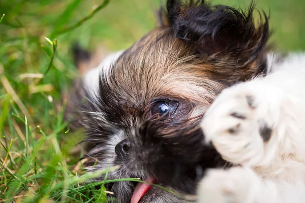 Shih tzu puppy — Stock Photo, Image