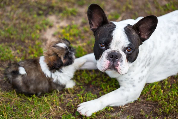 Francia bulldog és a shih tzu kiskutya — Stock Fotó