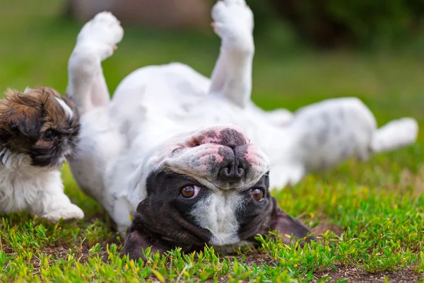 Anjing bulldog Perancis dan anjing shih tzu — Stok Foto