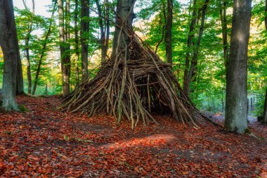 Polonya 'da sonbahar boyunca güneşli bir ormanın güzel manzarası