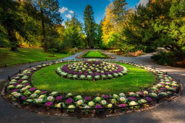 Sonbaharda Oliwa Parkı 'nda renkli lahanalar açıyor. Gdansk