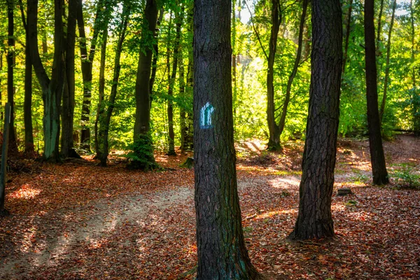 Gyönyörű Táj Egy Napos Erdőben Ősszel Lengyelországban — Stock Fotó