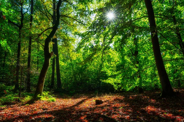 Gyönyörű Táj Egy Napos Erdőben Ősszel Lengyelországban — Stock Fotó