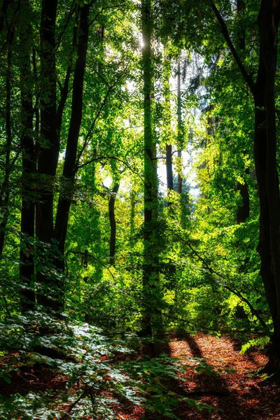 Bela Paisagem Uma Floresta Ensolarada Durante Outono Polônia — Fotografia de Stock