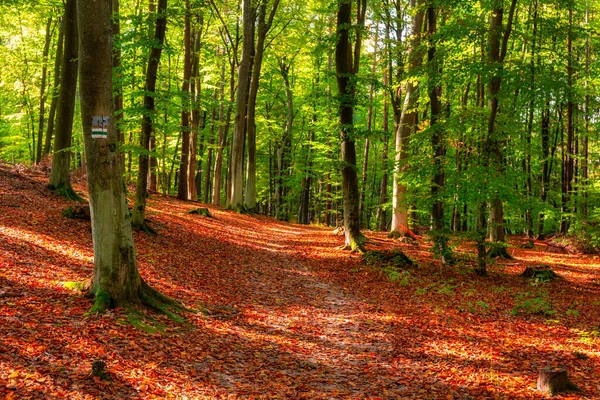 Bellissimo Scenario Una Foresta Soleggiata Durante Autunno Polonia — Foto Stock