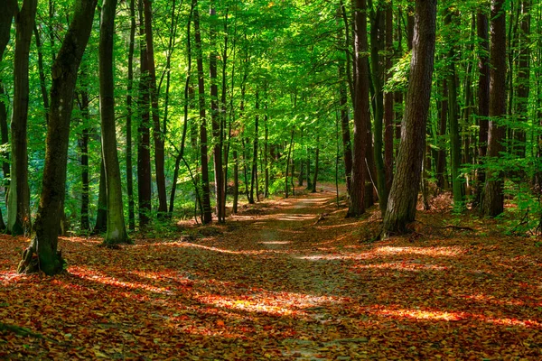 Όμορφο Τοπίο Ενός Ηλιόλουστου Δάσους Κατά Διάρκεια Του Φθινοπώρου Στην — Φωτογραφία Αρχείου