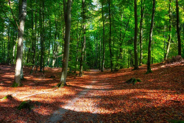 Gyönyörű Táj Egy Napos Erdőben Ősszel Lengyelországban — Stock Fotó
