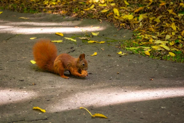 Veverka Hledající Oříšky Podzimním Parku — Stock fotografie