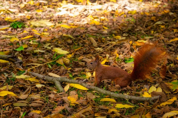 Een Eekhoorn Zoek Naar Noten Het Herfstpark — Stockfoto