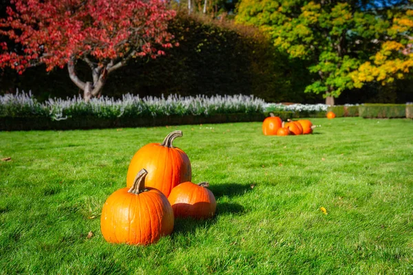 Beautiful Autumn Park Pumpkins Arranged Lawn — Stock Photo, Image