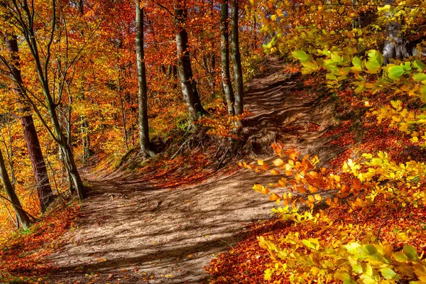 Paisaje Otoñal Bosque Junto Río Kashubia Polonia — Foto de Stock