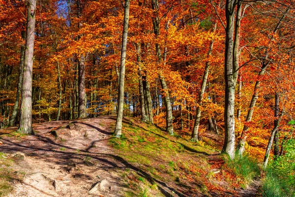 Najaarslandschap Van Een Bos Bij Rivier Kashubia Polen — Stockfoto