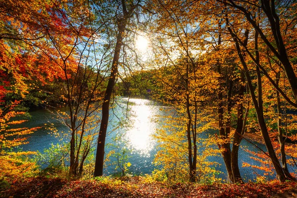 Najaarslandschap Van Een Bos Bij Rivier Kashubia Polen — Stockfoto