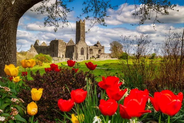 Prachtige Ruïnes Van Quin Abbey Met Bloeiende Bloemen Clare Ierland — Stockfoto