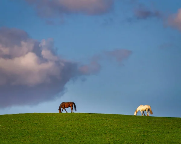 Schöne Landschaft Mit Zwei Pferden Auf Dem Hügel Irland — Stockfoto