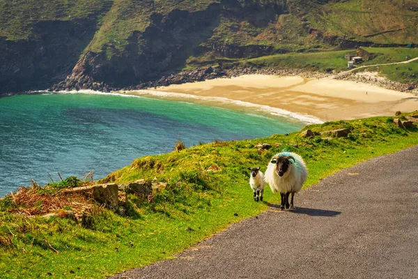 Una Passeggiata Pecora Agnello Sulla Spiaggia Nella Contea Mayo Paesi — Foto Stock