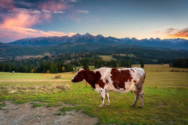 Cow Tatra Mountains Sunset Pass Lapszanka Poland — Stock Photo, Image