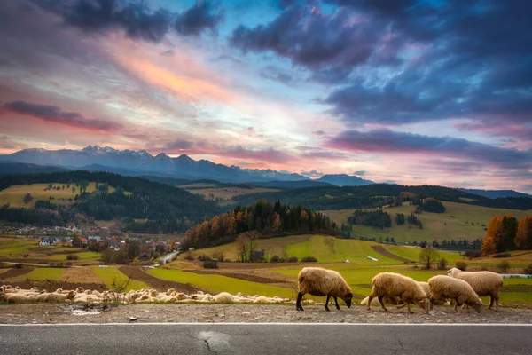 Όμορφο Τοπίο Της Podhale Ένα Κοπάδι Πρόβατα Κοντά Στα Βουνά — Φωτογραφία Αρχείου