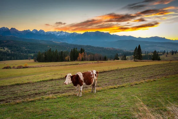 Cow Tatra Mountains Sunset Pass Lapszanka Poland — Stock Photo, Image