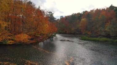 Ormanın sonbahar manzarası ve Kashubia 'daki çarpık Radunia nehri. Polonya