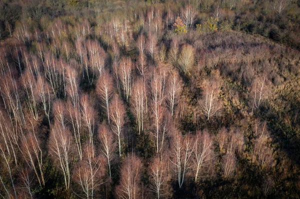 Paesaggio Autunnale Delle Foreste Autunnali Polonia — Foto Stock