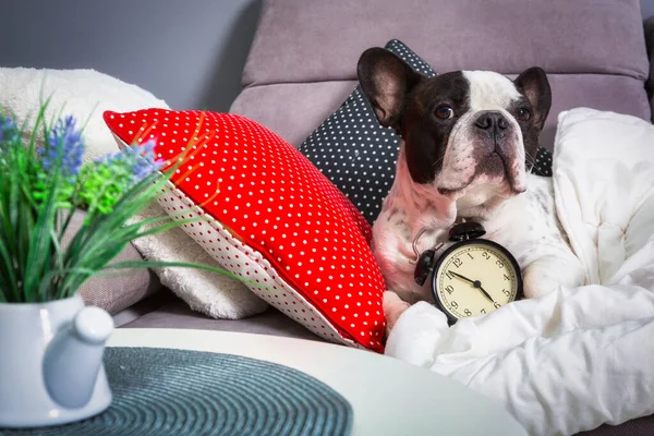 Bulldog Francês Acordando Por Despertador Cama — Fotografia de Stock