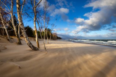 Gdansk 'taki Baltık Denizi' nde huş ağaçlarıyla kumsalda rüzgarlı bir gün. Polonya