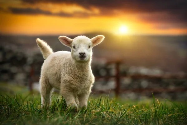 Lamm Läuft Bei Sonnenuntergang Auf Dem Feld Irland — Stockfoto