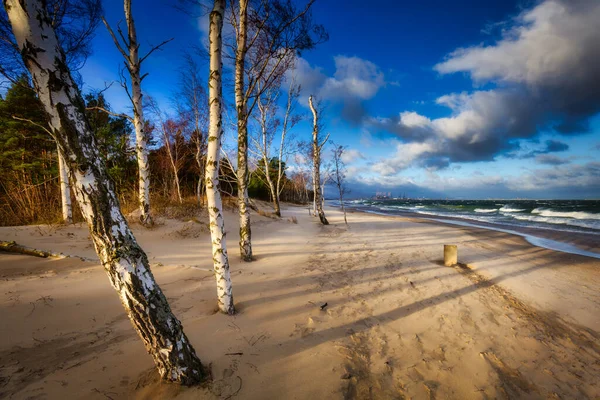 Blåsig Dag Stranden Med Björkar Vid Östersjön Gdansk Polen — Stockfoto