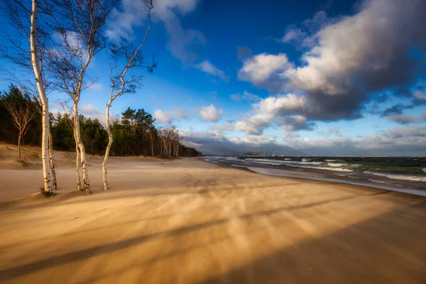 Winderige Dag Het Strand Met Berkenbomen Aan Oostzee Gdansk Polen — Stockfoto