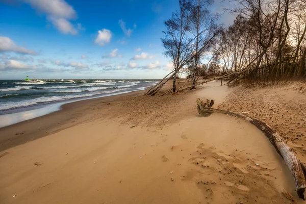 Dia Ventoso Praia Com Bétulas Mar Báltico Gdansk Polónia — Fotografia de Stock