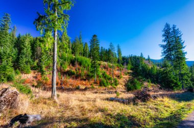 Güneşli bir günde Tatra Ulusal Parkı 'nın güzel manzarası. Polonya