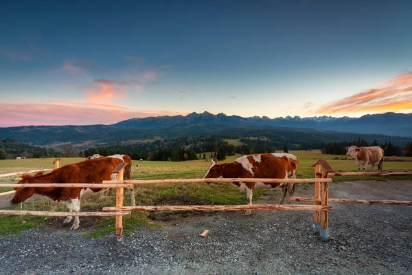 Koeien Onder Het Tatra Gebergte Bij Zonsondergang Pas Lapszanka Polen — Stockfoto