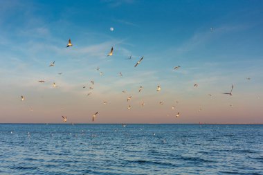 Gdansk 'ta gün batımında Baltık Denizi üzerindeki martılar. Polonya