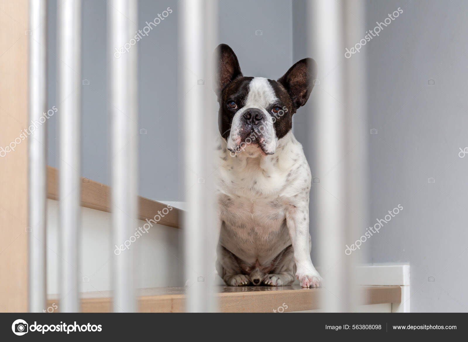 Black White French Bulldog Sitting Stairs House Patryk Kosmider 563808098