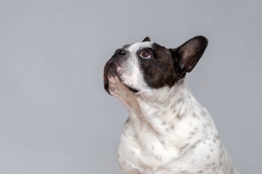 Siyah ve beyaz Fransız Bulldog gri arka plana bakıyor