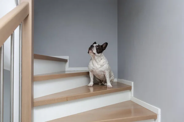 Fekete Fehér Francia Bulldog Lépcsőn Házban — Stock Fotó