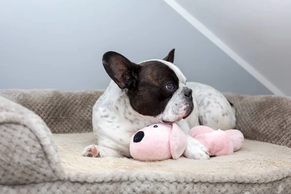 Ranskan Bulldog Nukkuu Hänen Teddy Koira Lelu — kuvapankkivalokuva