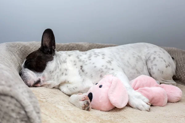 Ranskan Bulldog Nukkuu Hänen Teddy Koira Lelu — kuvapankkivalokuva