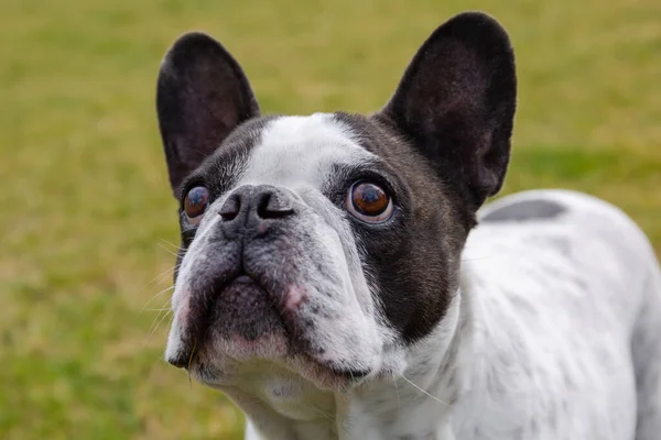 Fransk Bulldog Poserende Solrig Have Med Grøn Græsplæne - Stock-foto