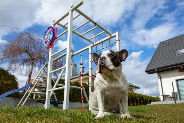 Bulldog Francés Posando Jardín Soleado Con Césped Verde — Foto de Stock